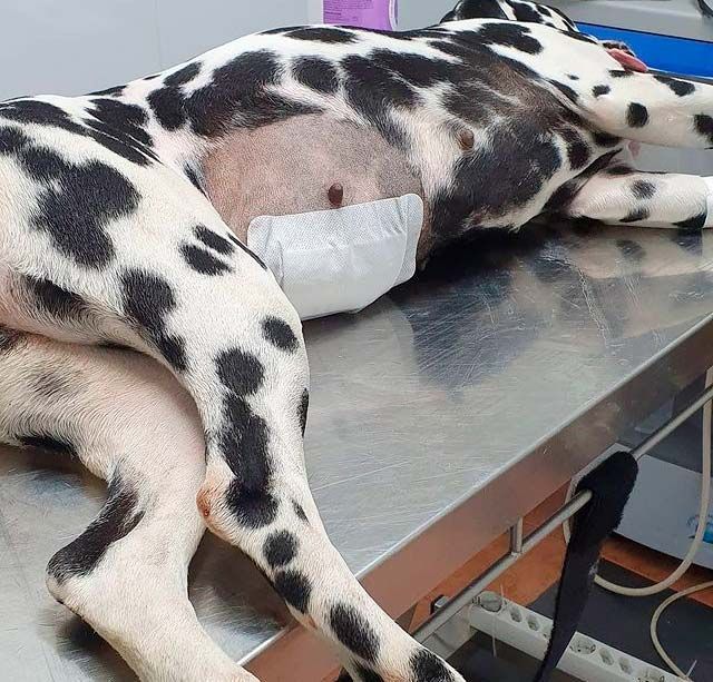 Un perro dálmata está acostado sobre una mesa de acero inoxidable.