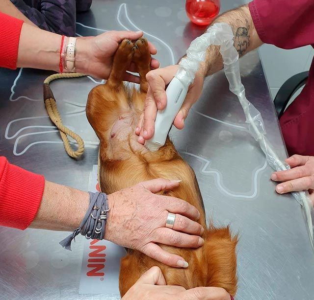 Se está examinando un perro en una mesa con la palabra nin escrita en ella.