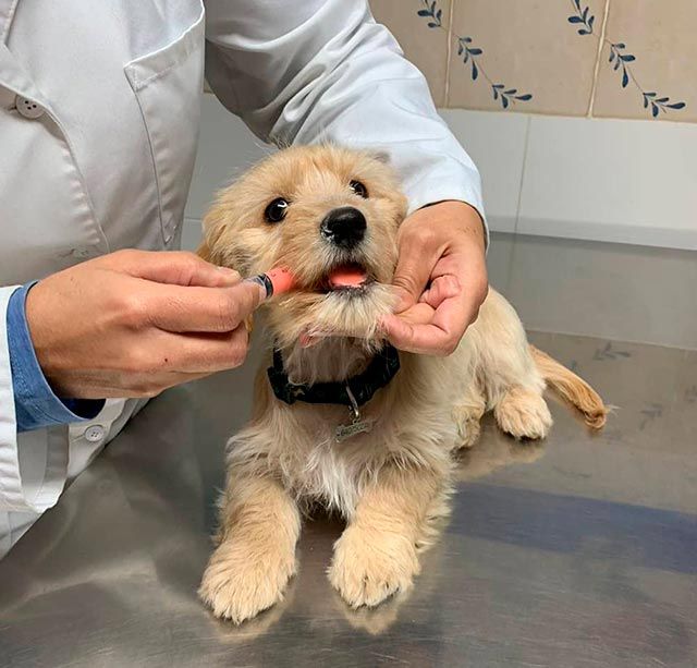 Una persona está alimentando a un cachorro con una golosina en una mesa.