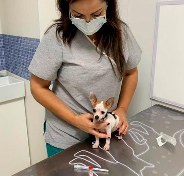 Una mujer con una máscara sostiene un perro pequeño sobre una mesa.