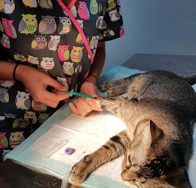 Un gato está siendo examinado por un veterinario que viste un uniforme con búhos.