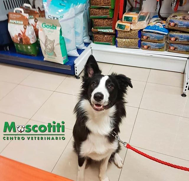 Un perro blanco y negro está sentado frente a un cartel que dice mascota.