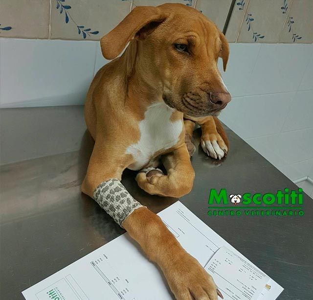 Un perro marrón y blanco con una venda en el brazo acostado sobre una mesa