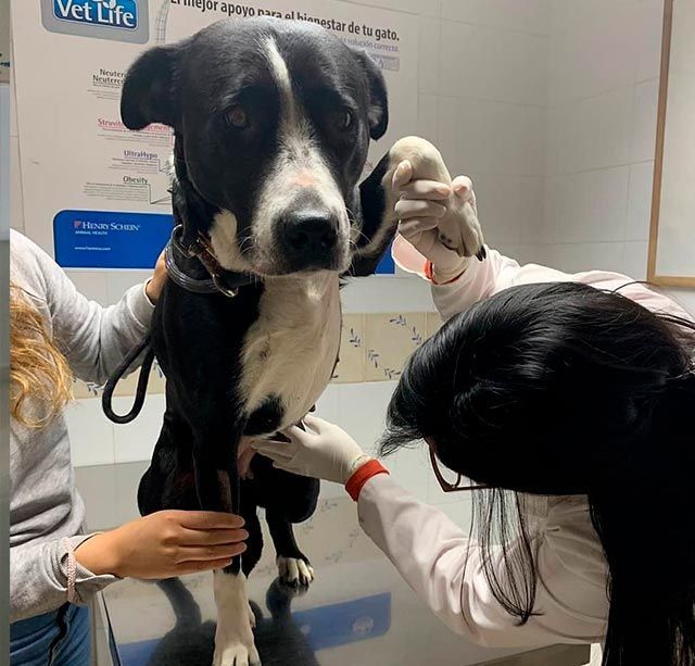 Un perro blanco y negro está siendo examinado por un veterinario.