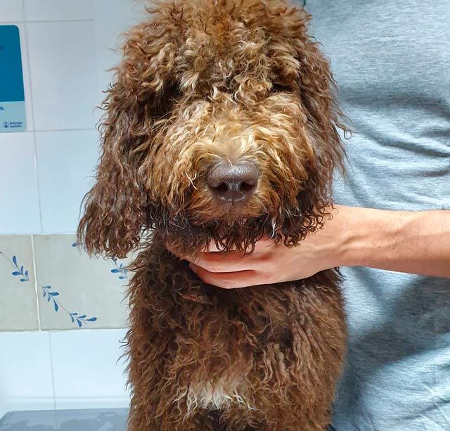 Una persona sostiene un perro marrón en sus manos.