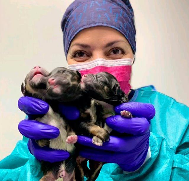 Una mujer que lleva una máscara y guantes sostiene un cachorro.