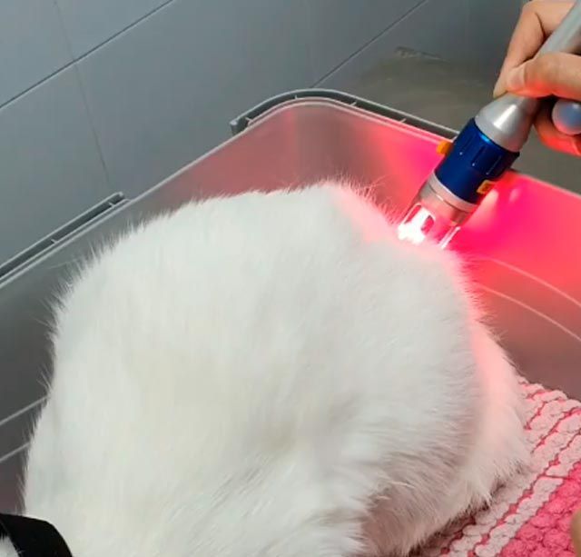 Un gato blanco está siendo tratado con una luz roja.