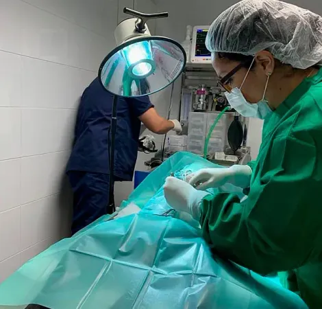 Un cirujano está realizando una cirugía a un perro en un quirófano.