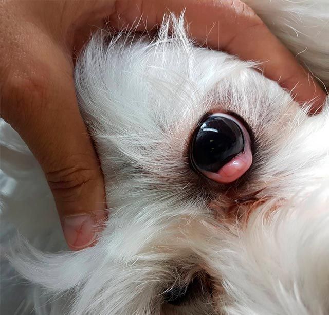 Un primer plano de una persona sosteniendo el ojo de un perro blanco.