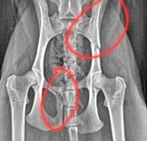 Una radiografía de la pelvis de un perro con un círculo rojo alrededor.