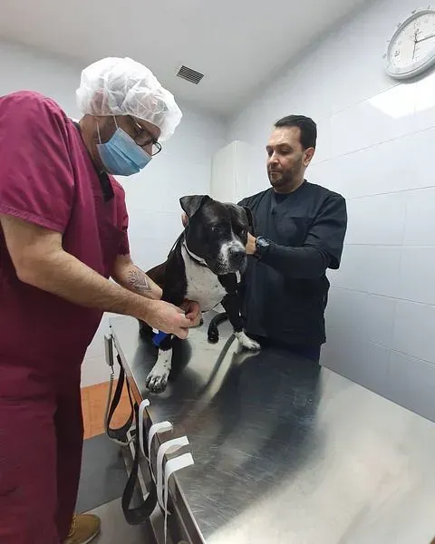 Un perro está siendo examinado por un veterinario en una clínica veterinaria.