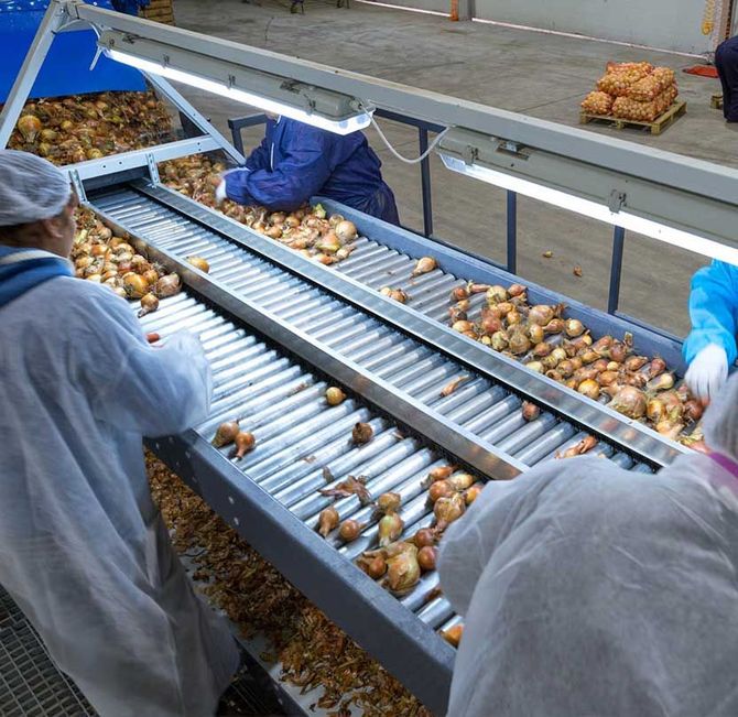 Los trabajadores están trabajando en una cinta transportadora llena de cebollas.