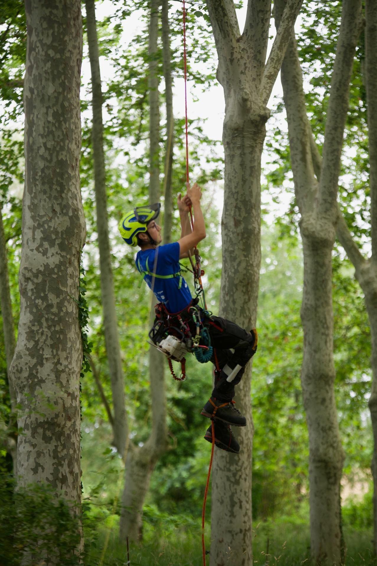 Une personne portant un casque et un harnais d'escalade ajuste des cordes sur une branche d'arbre à l'extérieur.