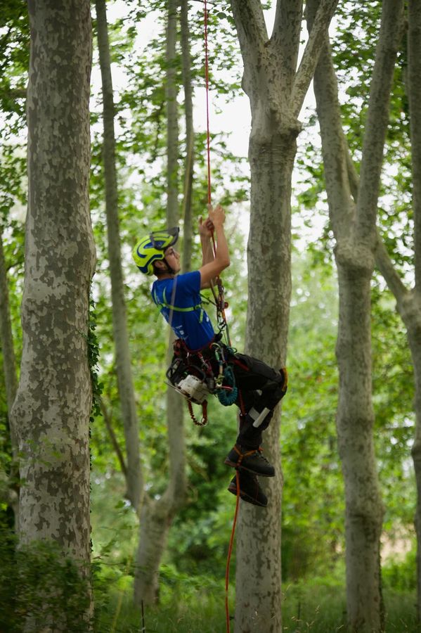 Une personne portant un casque et un harnais taille une branche d'arbre à l'extérieur à l'aide d'une scie à corde.