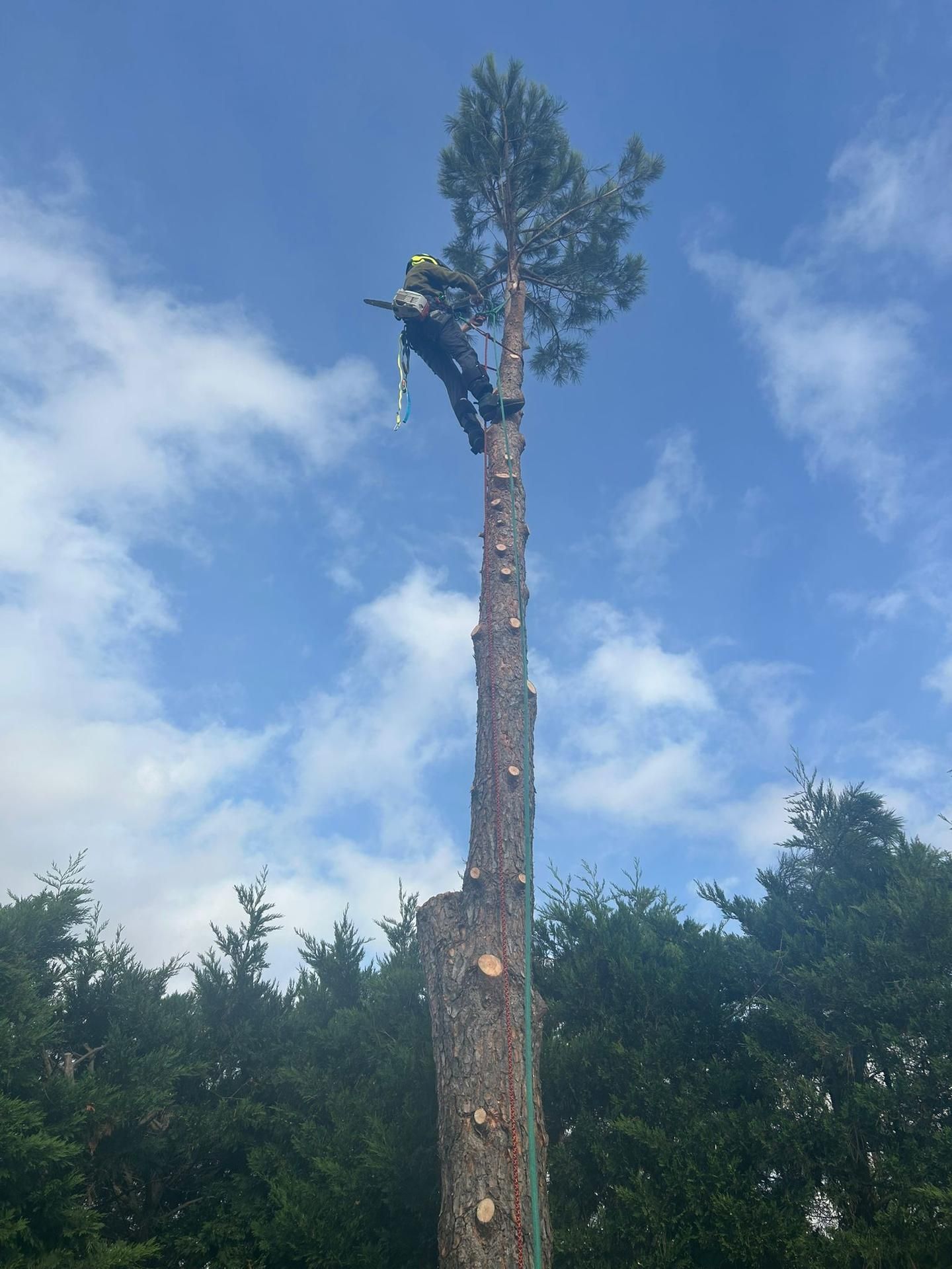 Un élagueur portant un casque orange taille des branches près d'une maison