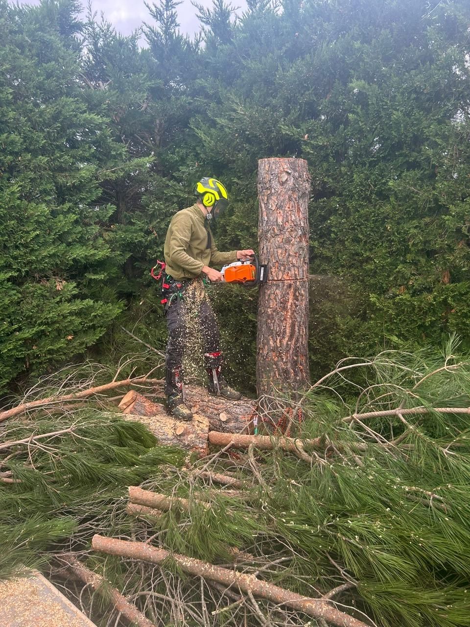 Une personne portant un casque utilise des cordes pour grimper à un arbre dans un parc herbeux.