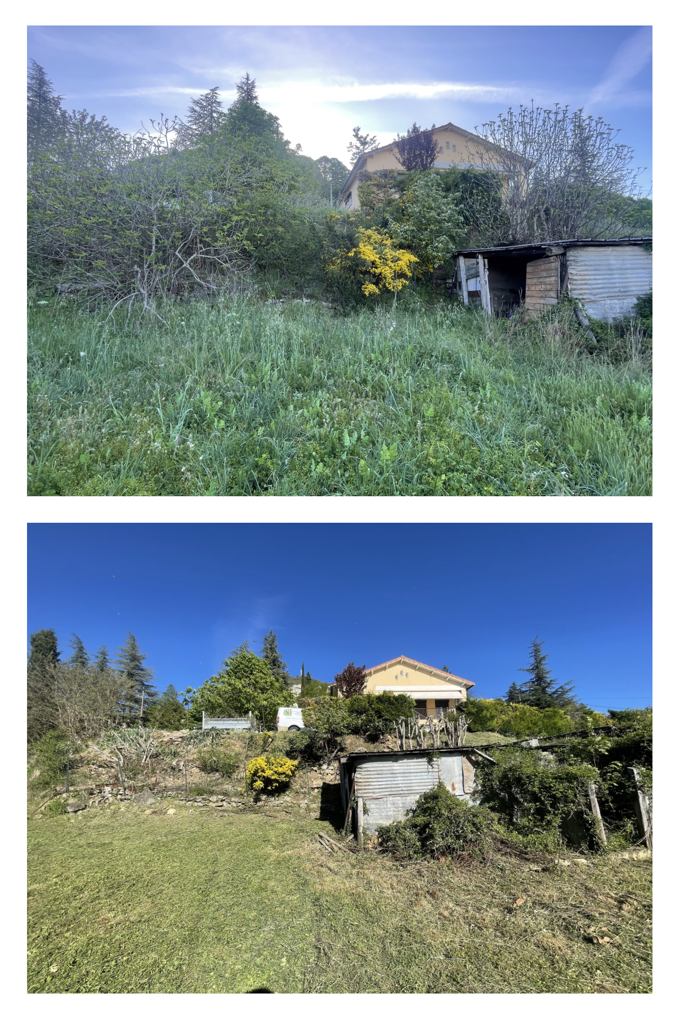 Des outils de jardin appuyés contre des haies soigneusement taillées, à côté d'une brouette, sur une pelouse ensoleillée.