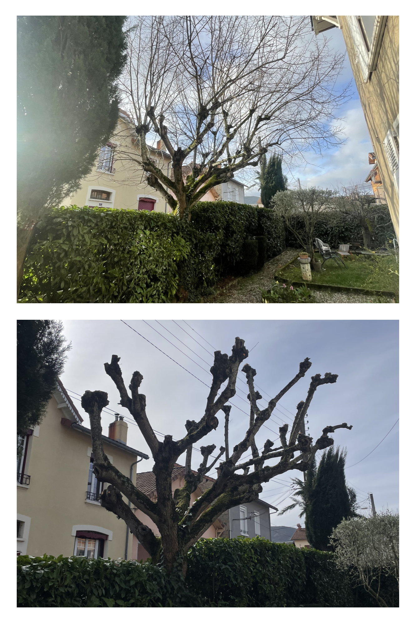Une personne portant un casque et un harnais grimpe à un arbre à l'aide de cordes dans un parc ensoleillé