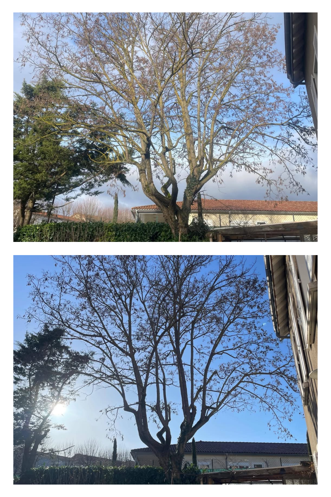 Une personne portant un casque grimpe à un arbre à l'aide de cordes dans un parc ensoleillé