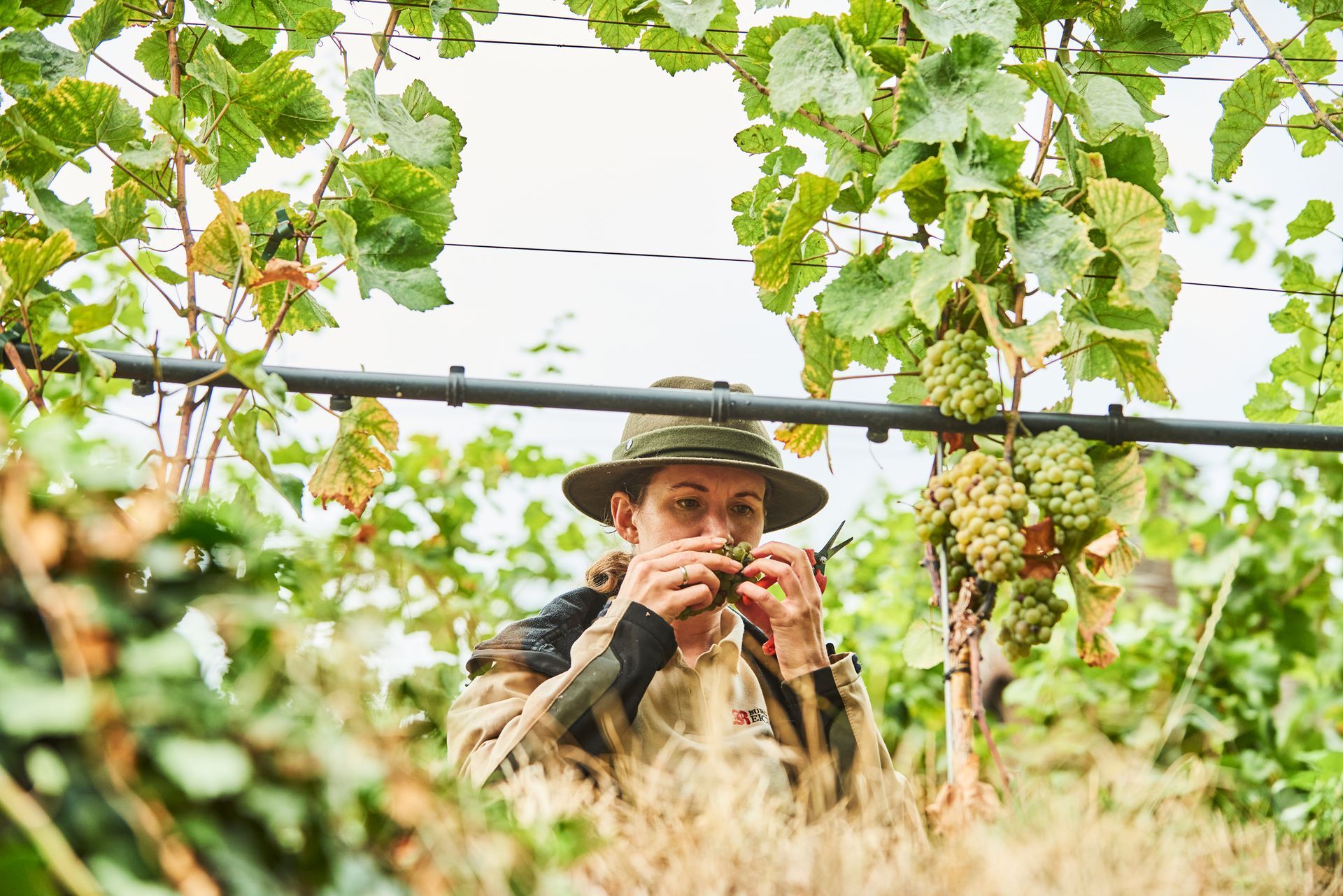 Eine Person mit Hut arbeitet in einem Weinberg und untersucht und beschneidet sorgfältig eine Traube grüner Weintrauben am Rebstock.
