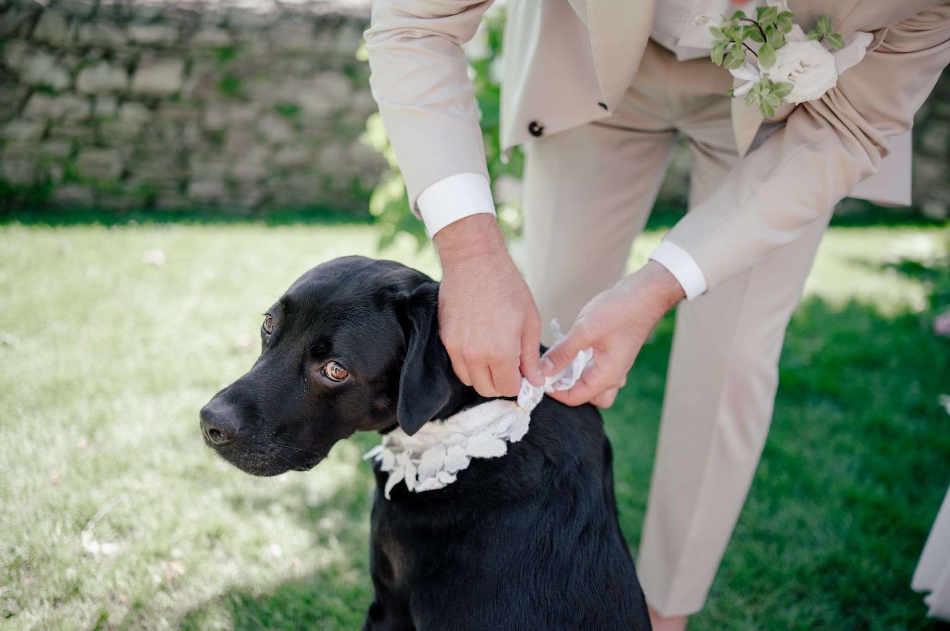 A person in a beige suit is adjusting a white, flowered collar on a black dog standing on a green lawn.