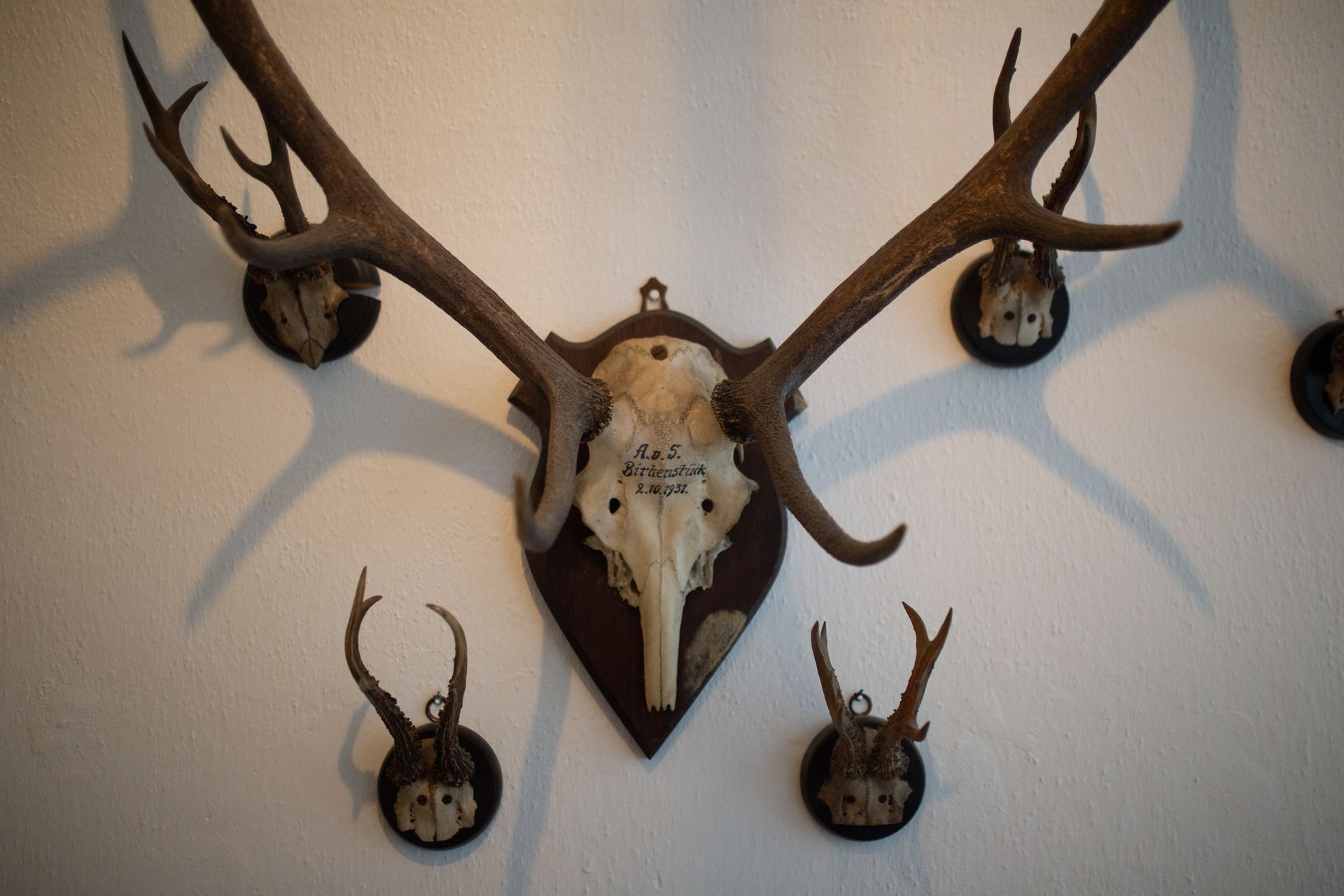Five deer antler trophies on a white wall, including one large skull and four smaller pairs of antlers.