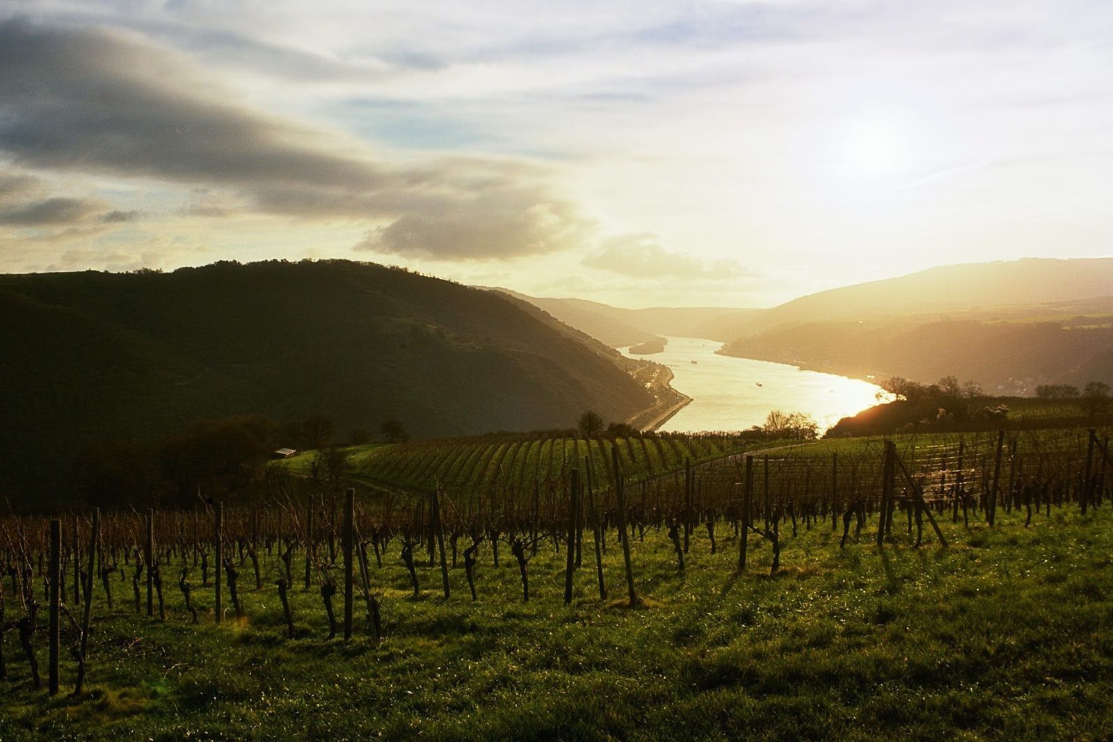 Ein Sonnenuntergang taucht einen sich durch Hügel schlängelnden Fluss in helles Licht, im Vordergrund sind Reihen ruhender Weinreben zu sehen.