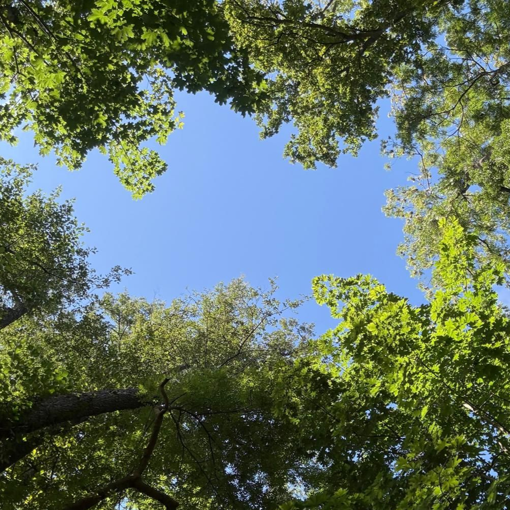 Blauer Himmel, umrahmt von grünen Baumkronen.