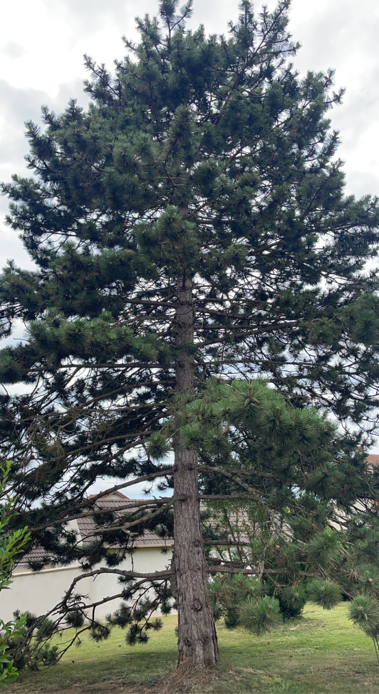 Grand arbre à feuilles persistantes, au feuillage vert foncé et au tronc brun.