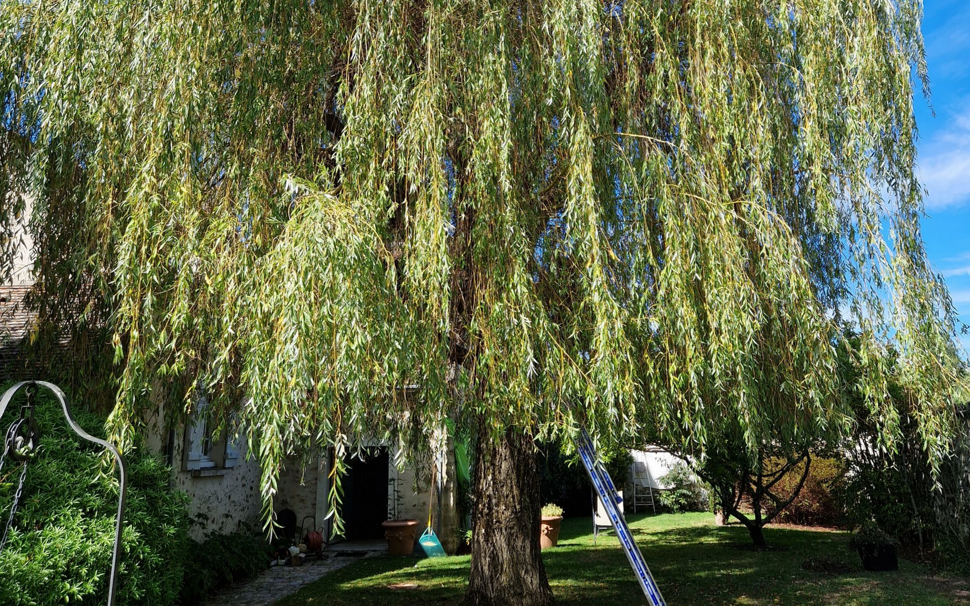 Un bouleau pleureur dans un jardin, des feuilles qui tombent en cascade.