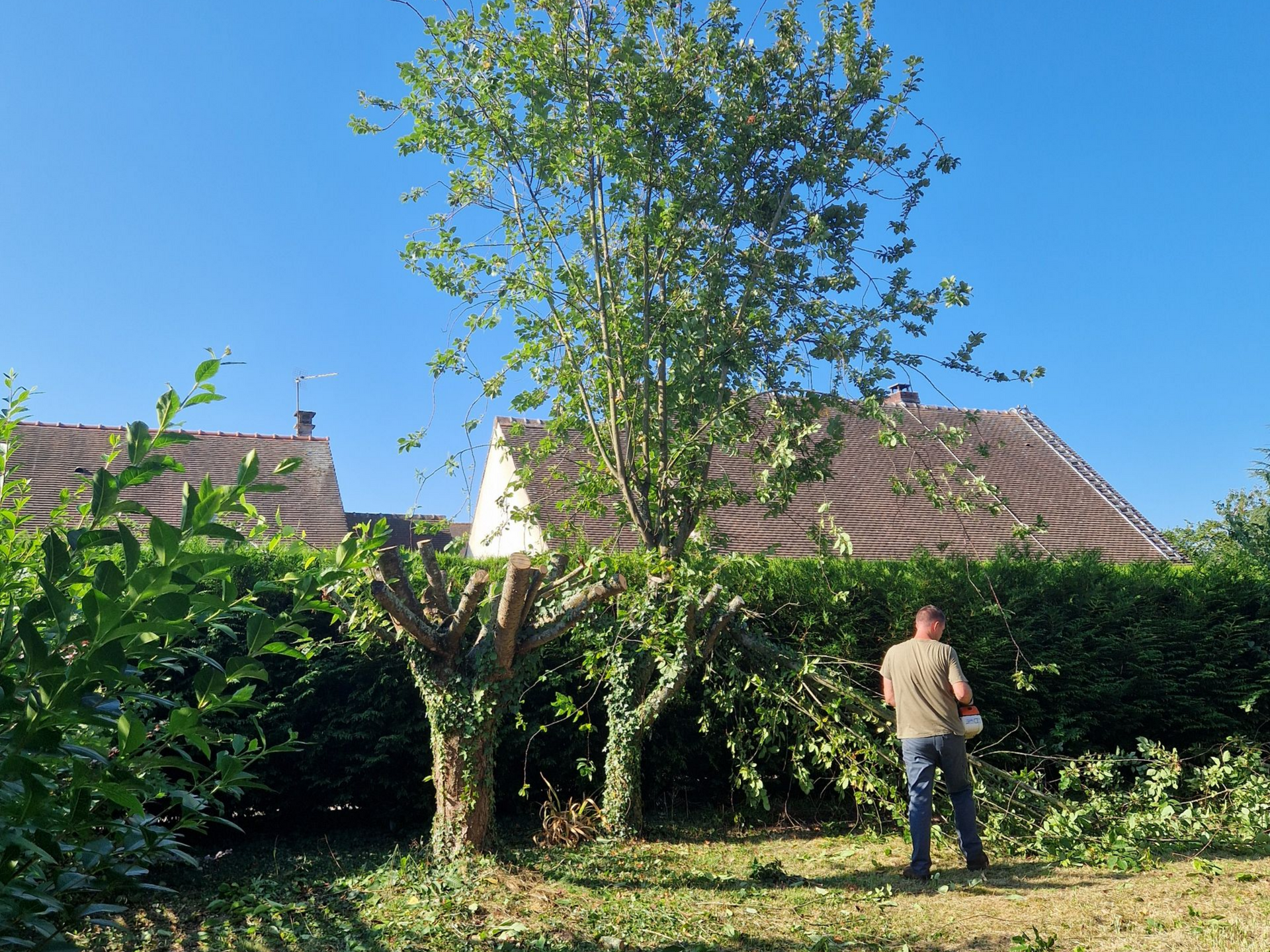 Un homme taille des buissons dans un jardin ensoleillé, avec des maisons en arrière-plan.