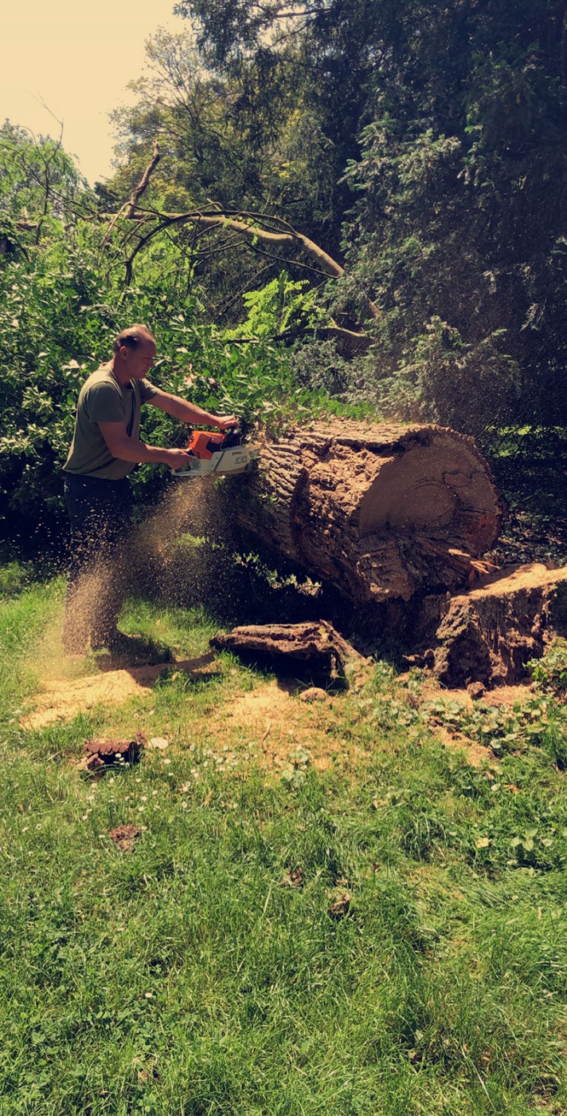 Un homme coupe une grosse bûche à la tronçonneuse en extérieur, entouré d'herbe verte et d'arbres.