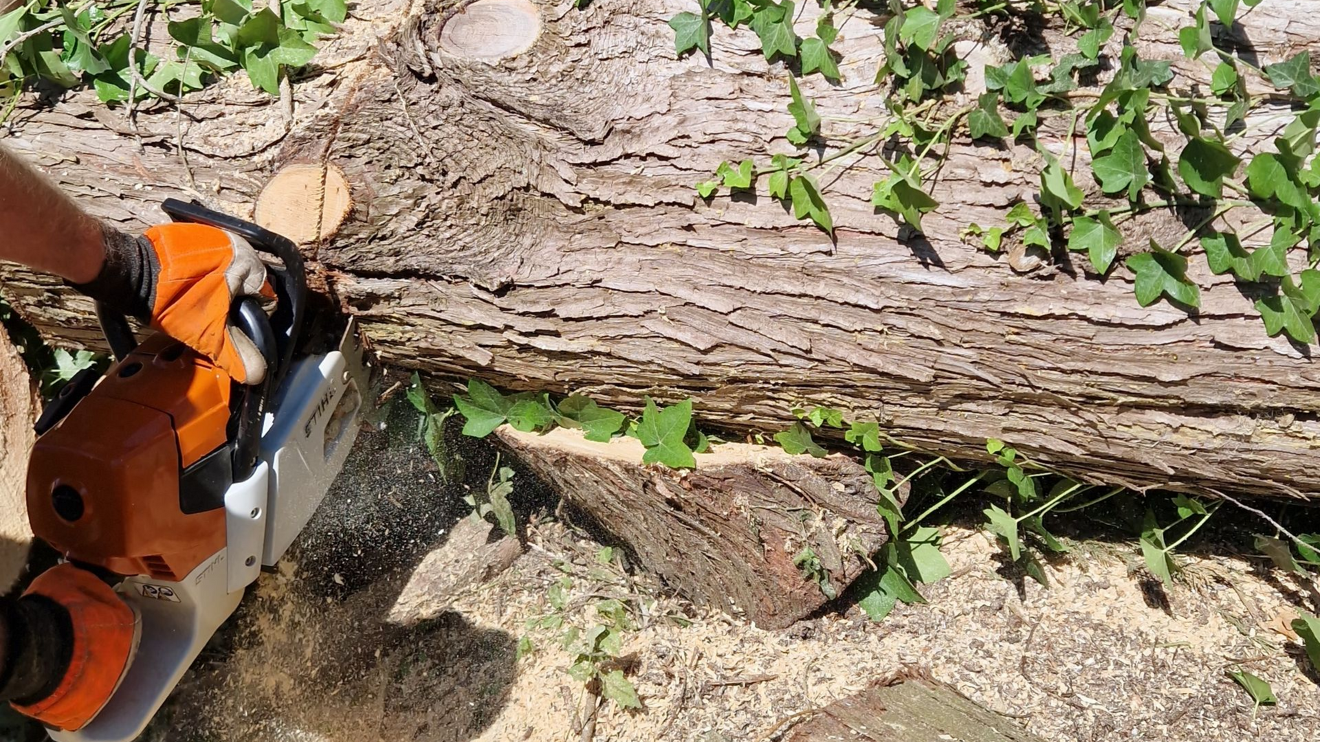 Une personne utilise une tronçonneuse pour couper une bûche au sol, portant des gants orange.