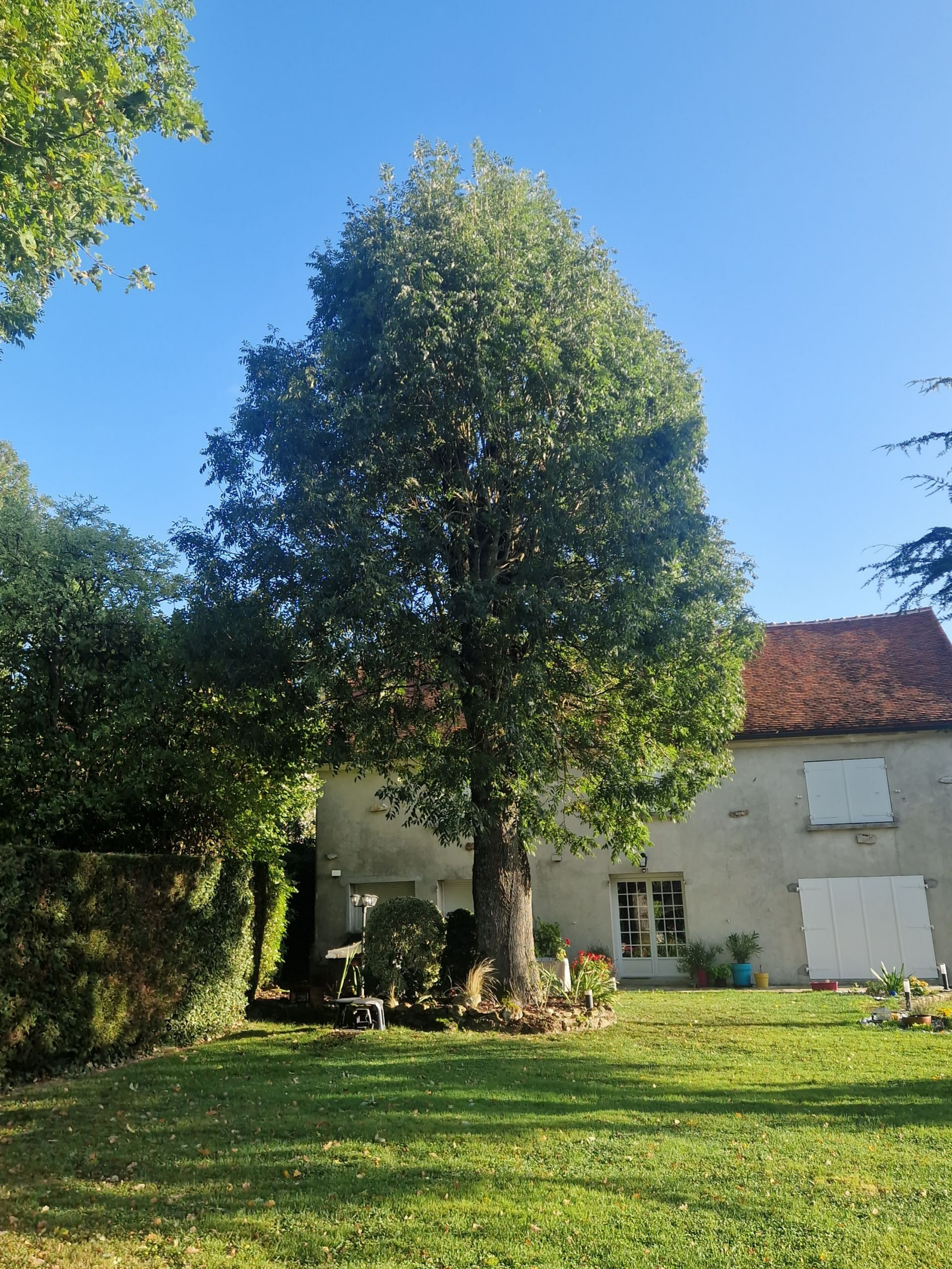 Grand arbre devant une maison claire au toit de tuiles rouges ; herbe d'un vert éclatant.