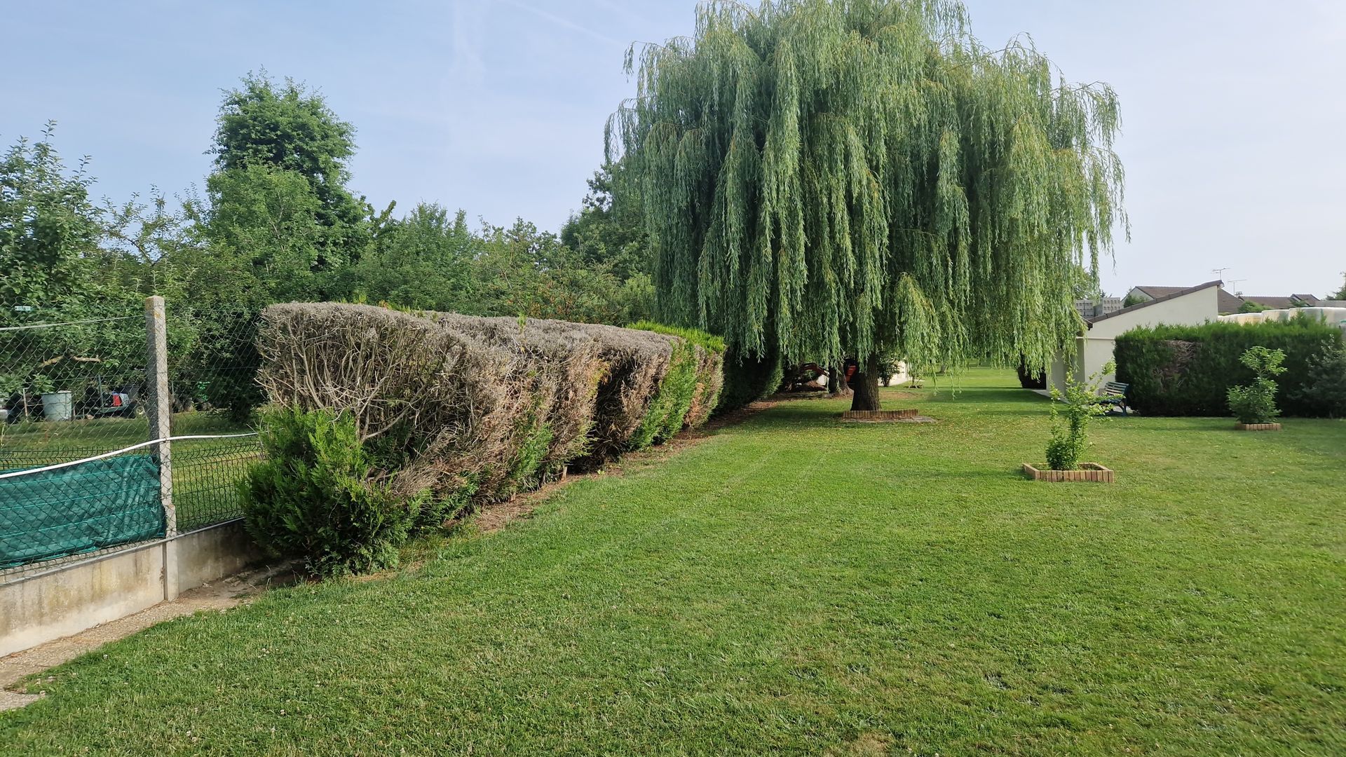 Un jardin verdoyant et luxuriant, orné d'une haie taillée et d'un saule pleureur.