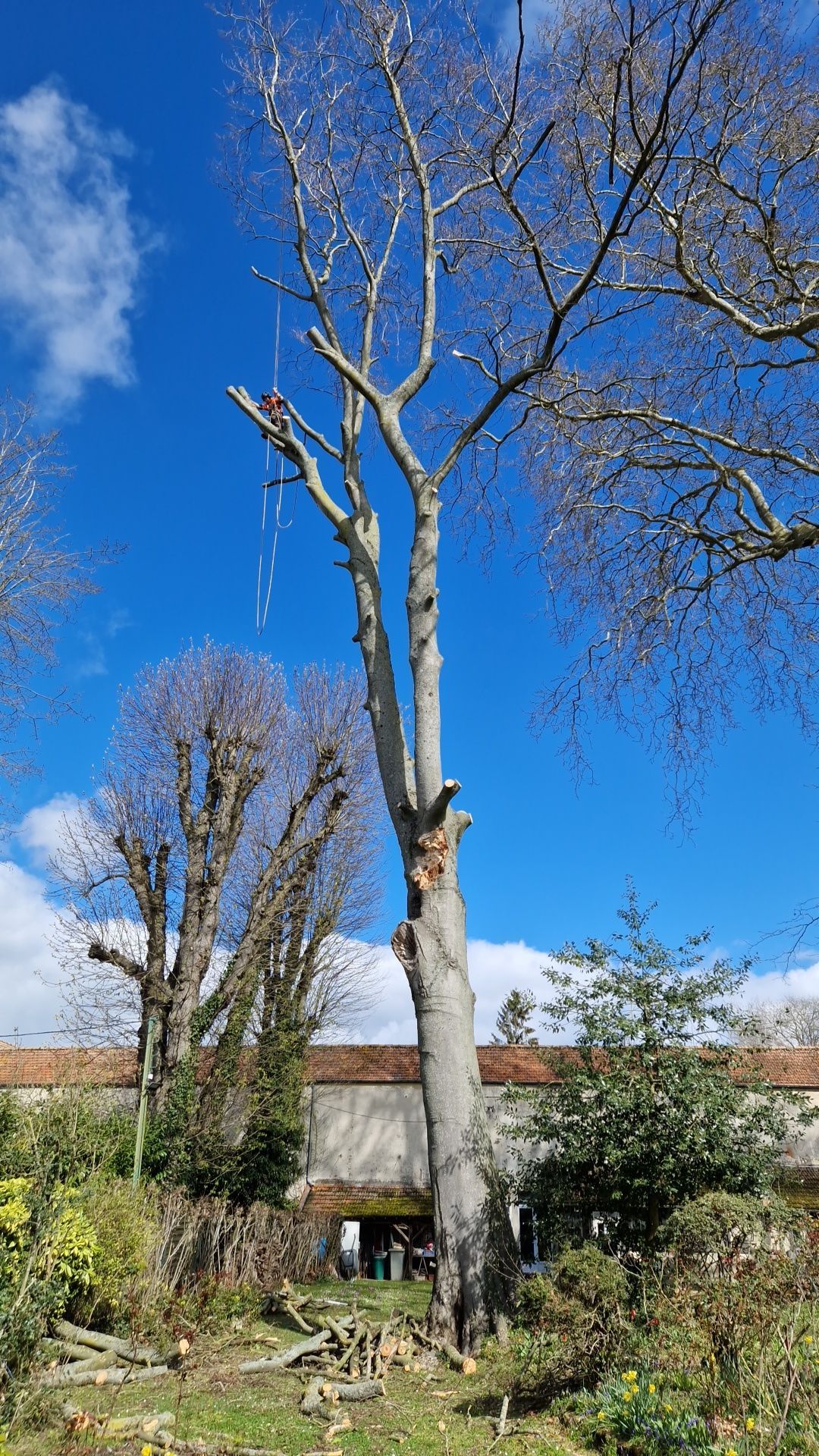 Un grand arbre est taillé sur un ciel bleu éclatant parsemé de nuages ​​blancs et duveteux.