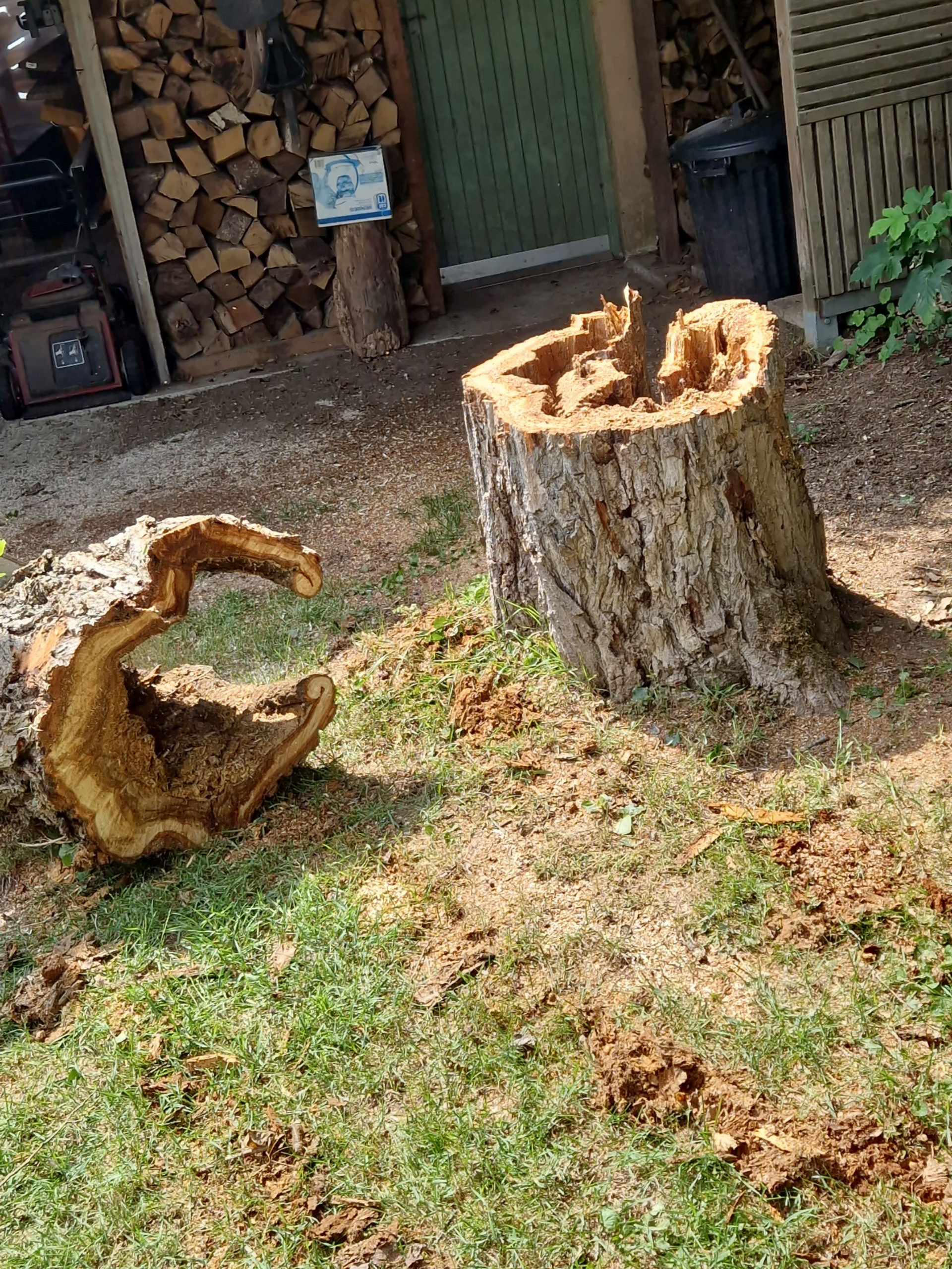 Une souche d'arbre coupée et un gros morceau de bois sur l'herbe. Un tas de bûches et une porte verte en arrière-plan.