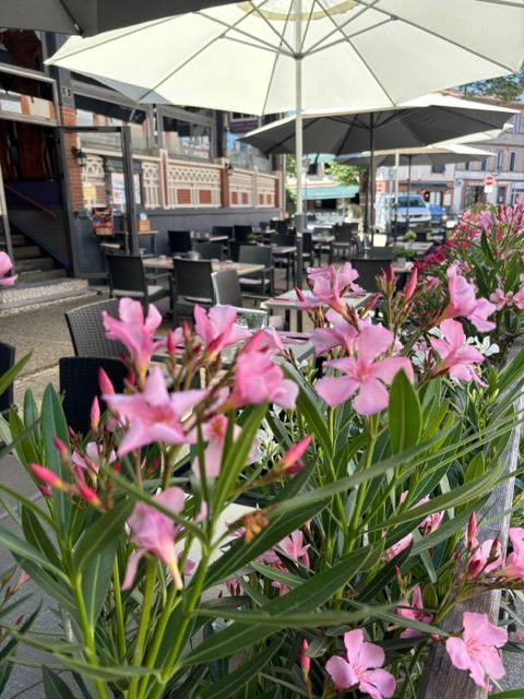 Des fleurs roses dans des jardinières à la terrasse d'un café, avec des parasols blancs et des tables vides.