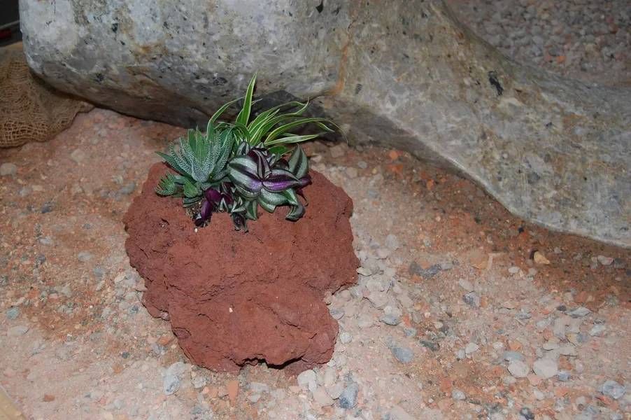 Kleine Pflanzen auf einem rötlich-braunen Stein vor dem Hintergrund von Stein und erdigem Boden.