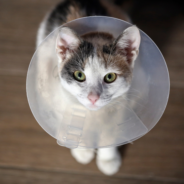 Un gato que lleva un cono de plástico alrededor del cuello.