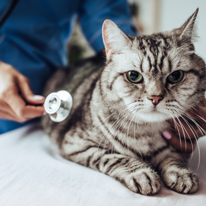 Un veterinario examina a un gato con un estetoscopio.