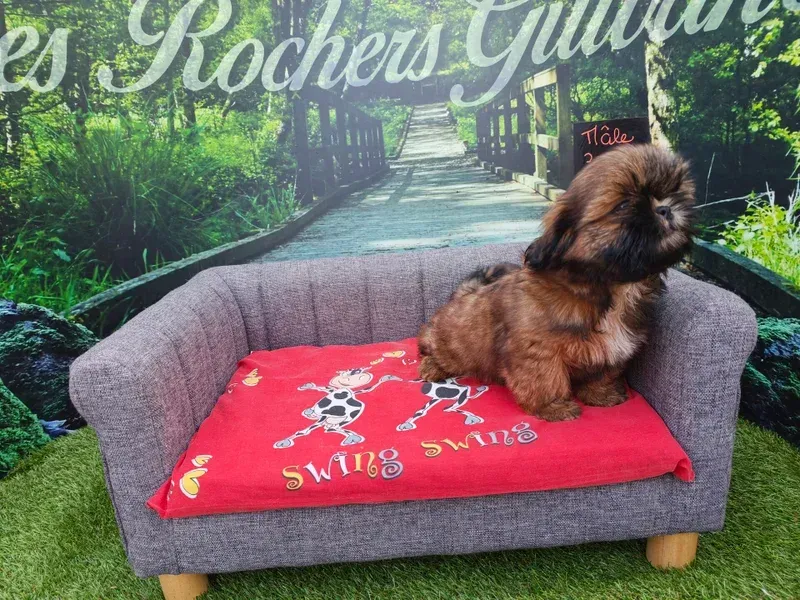 Petit chien brun assis sur un canapé gris avec une couverture rouge, devant un chemin de jardin en arrière-plan.