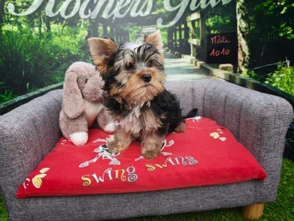 Petit yorkshire sur un coussin rouge, lui-même posé sur un canapé gris, avec un ours en peluche en arrière-plan.