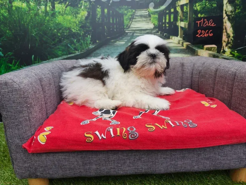 Petit chien noir et blanc se reposant sur un canapé gris recouvert d'une couverture rouge dans un jardin.