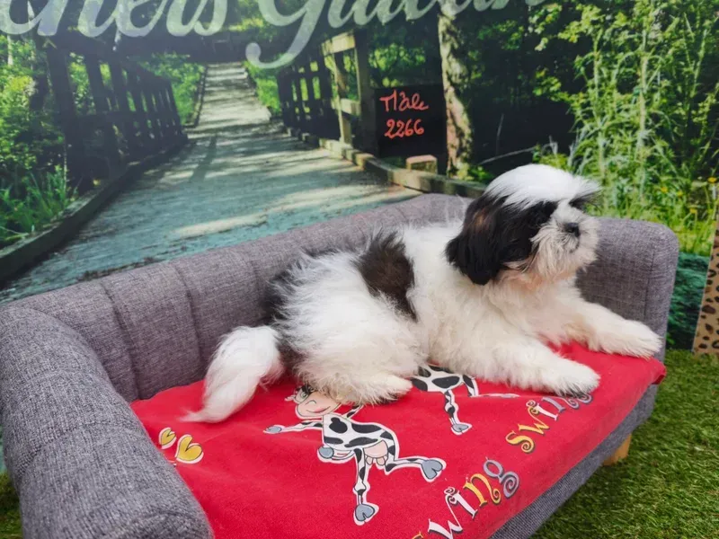Petit chien noir et blanc se reposant sur un canapé gris avec une couverture rouge à l'extérieur.