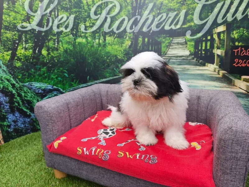 Petit chien noir et blanc assis sur un canapé gris avec une couverture rouge devant un décor de jardin.