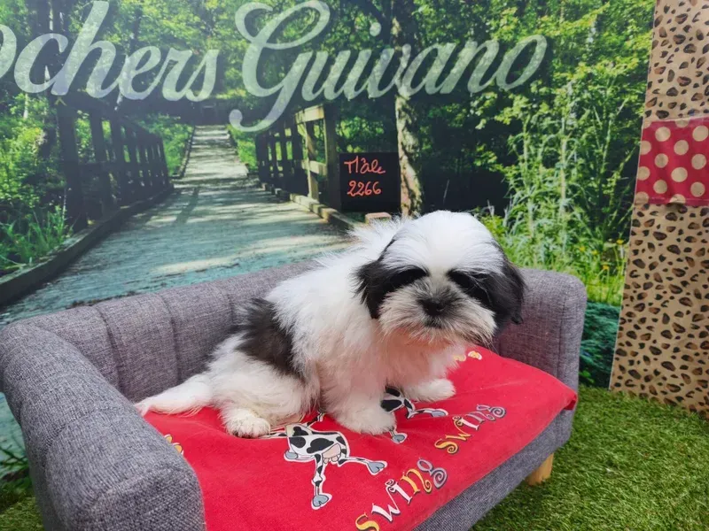 Petit chien blanc et noir se reposant sur une couverture rouge, sur une chaise grise, dans un stand de toilettage canin.