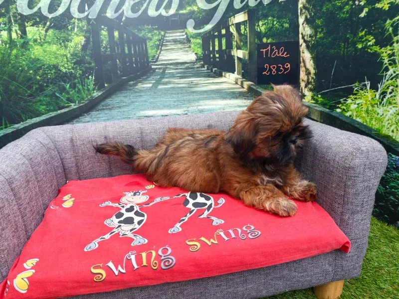Petit chien brun allongé à l'extérieur sur un canapé gris avec un coussin rouge.