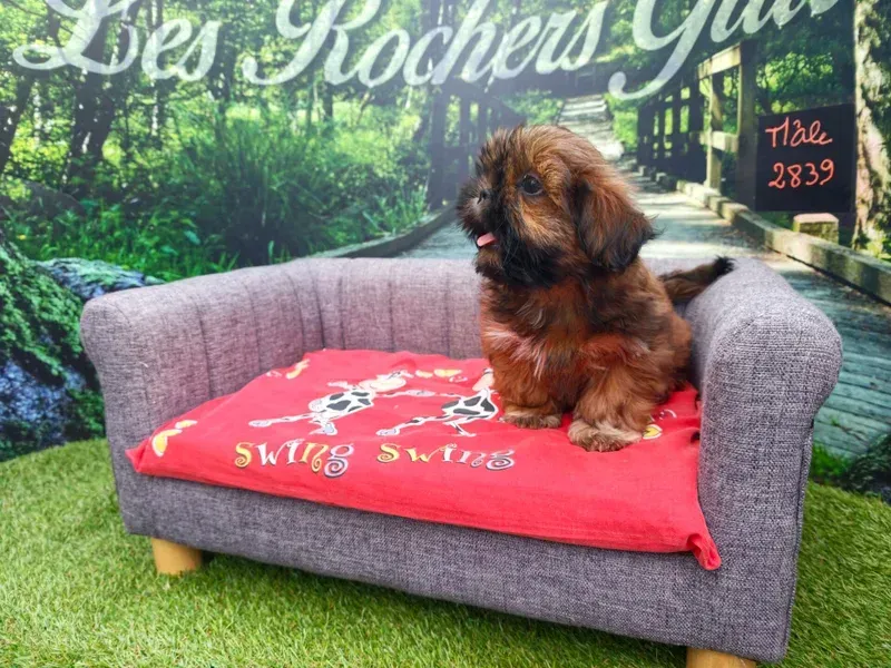 Petit chien brun assis sur un canapé gris avec une couverture rouge dans un jardin.