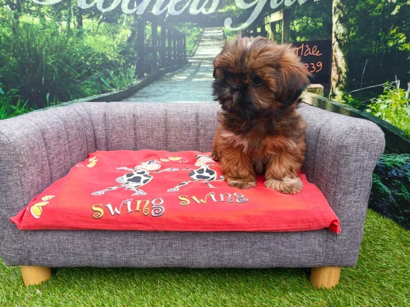 Petit chiot brun assis sur un canapé gris avec un coussin rouge devant un décor de jardin.